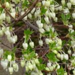 庭の花満天星つつじ