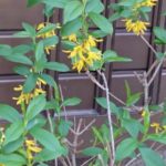 庭の花れんぎょ